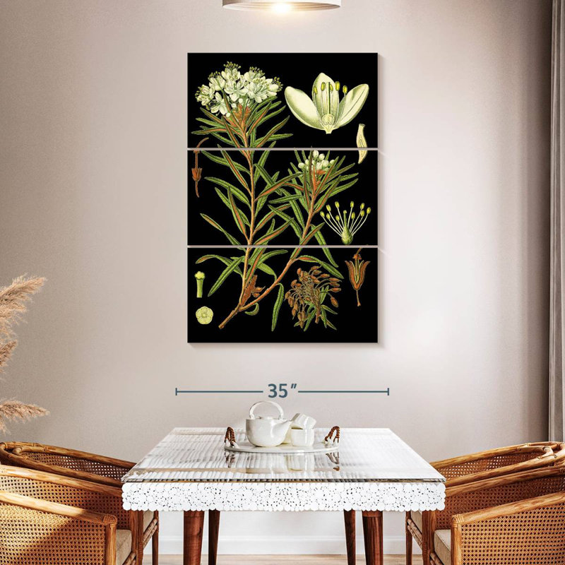 Harnek Marsh Labrador Tea Plant, 50" H x 32" W