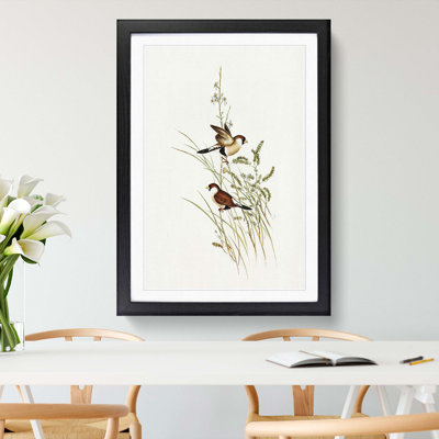 White-Eared Grass Finch Birds by Elizabeth Gould - Picture Frame Painting Print