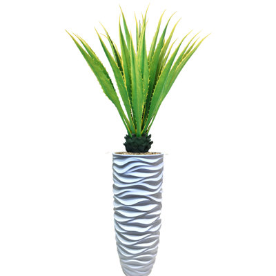 Agave en pot Panama