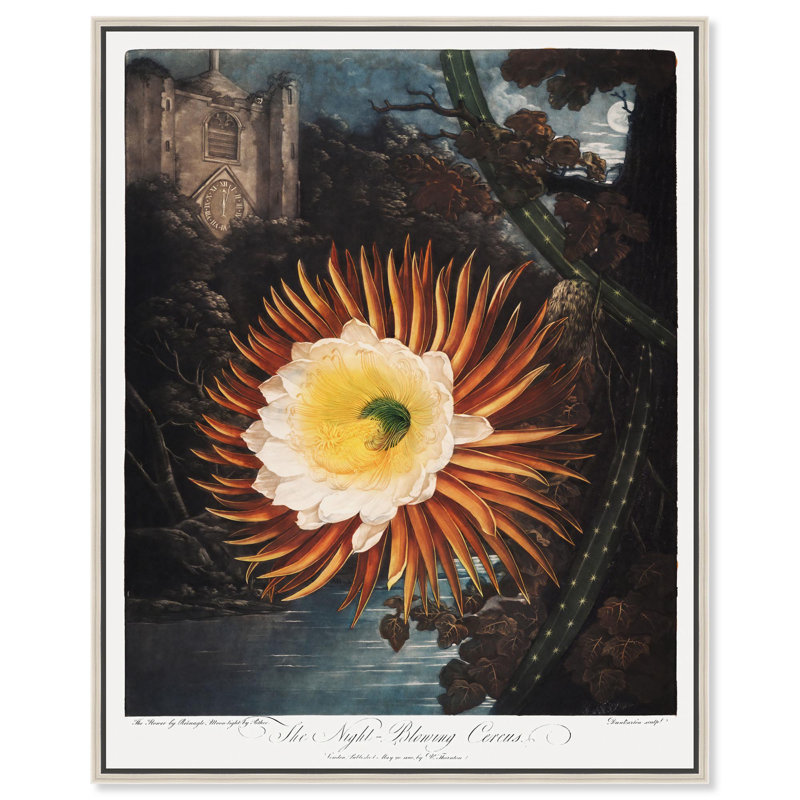 «Night-Blowing Cereus 1807» par Art Remedy, Noir, H 21 po x l 17 po, Cadre flottant