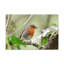 No Frame Print on Canvas-925176172
