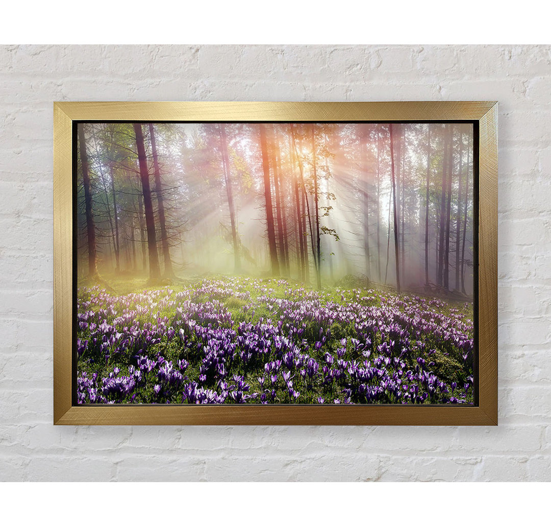 Gerahmtes Poster Sun Through The Bluebell Woodland