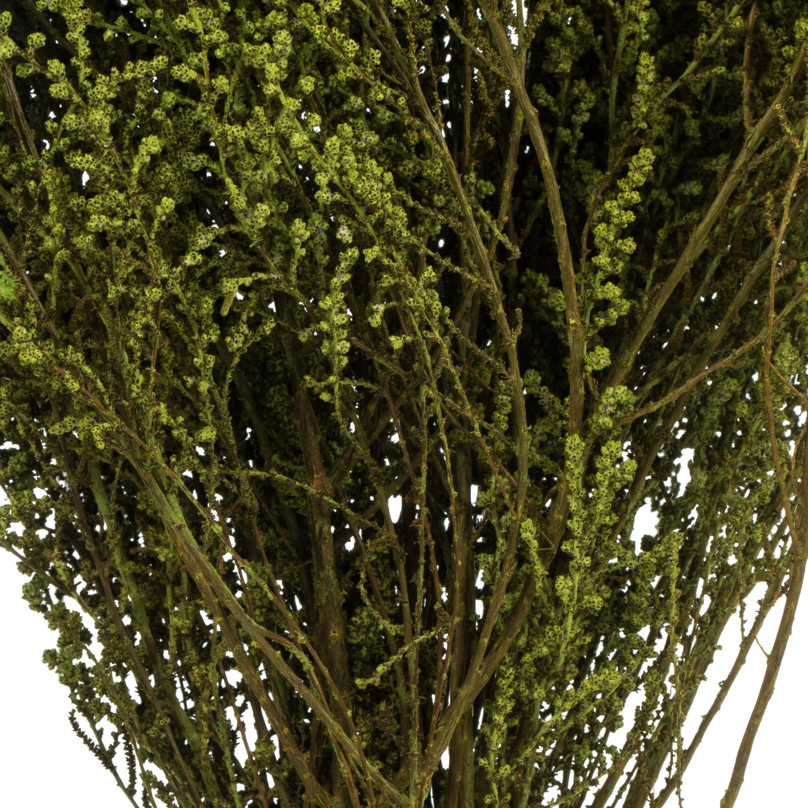 Preserved Stoebe Stems, Oasis Green