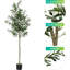 70,8 plante
