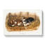 Black Rat by J.W. Audubon - Wrapped Canvas-55313316