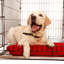 Plateau de caisse en métal Lapham - Acier galvanisé, antirouille et durable, bords sécuritaires, idéal pour les cages à chien, utilisation polyvalente pour les animaux de compagnie et plus encore-392681024