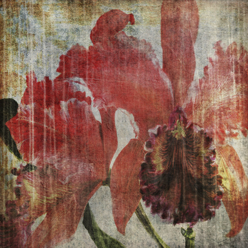 Pacific Orchid I by John Butler - Wrapped Canvas Art Prints, 30cm H x 30cm W x 3.8cm D