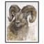 Bighorn Sheep 1 Print by Maeve Harris-2060473334-2060473098