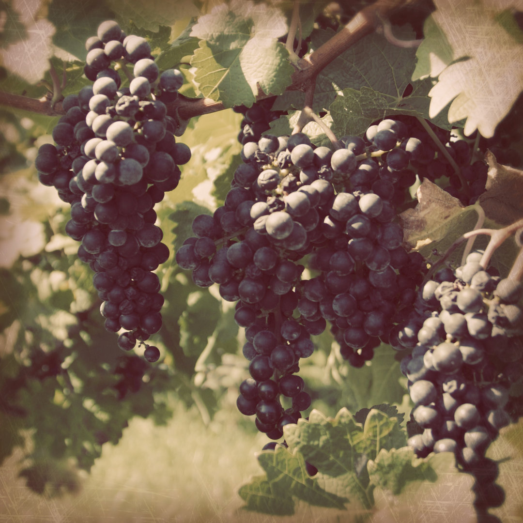 Leinwandbild Vintage Grape Vines III von Jason Johnson