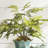 Plumosa Fern Drop-In 21"