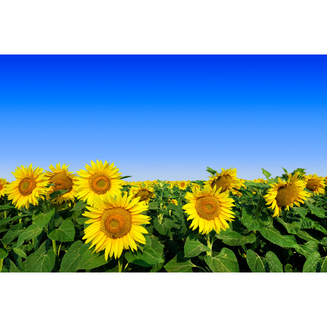 Sonnenblumen und der blaue Himmel von Trout - Leinwandbild auf Wrapped Canvas