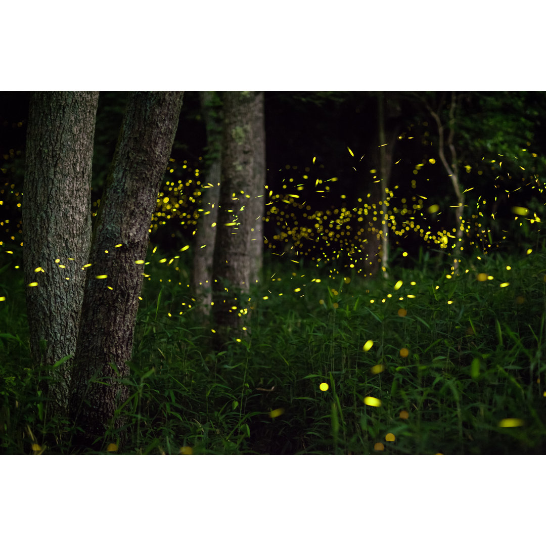 Glühwürmchen im Wald bei Nacht von Tdub - Leinwandbild