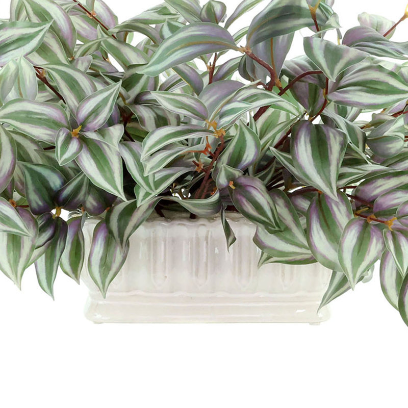 Tradescantia en pot de céramique, Vert