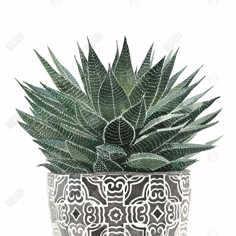 " Zebra Plant Succulent "