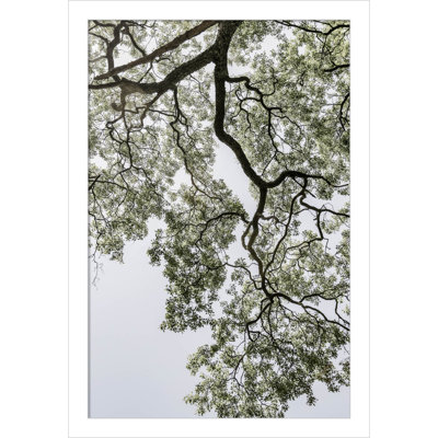 Pleasantville "Coastal Forest" Print