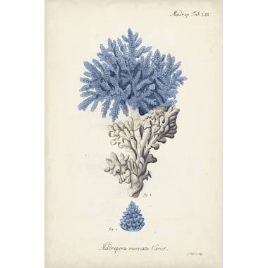 Blue Coral Vintage + art