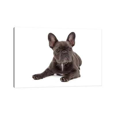 Blue French Bulldog Laying by Susan Schmitz - Print on Canvas