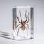 Genuine Medium Spider In Lucite