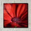 «Red Gerbera on Red 06» par Tom Quartermaine, art mural en verre acrylique, 12 po x 12 po-1400710696