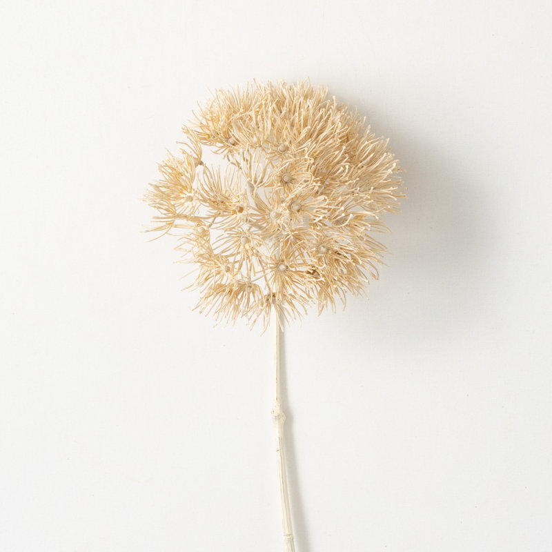 29 po Allium crème naturelle séchée; crème