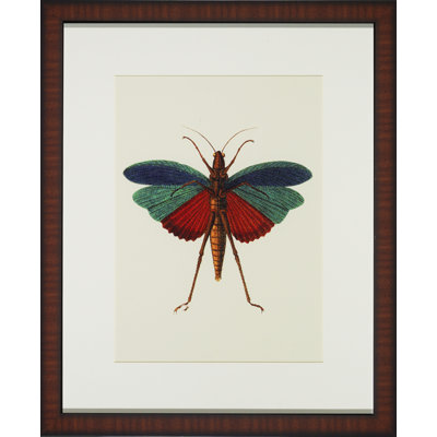 Tropical Insect I Print