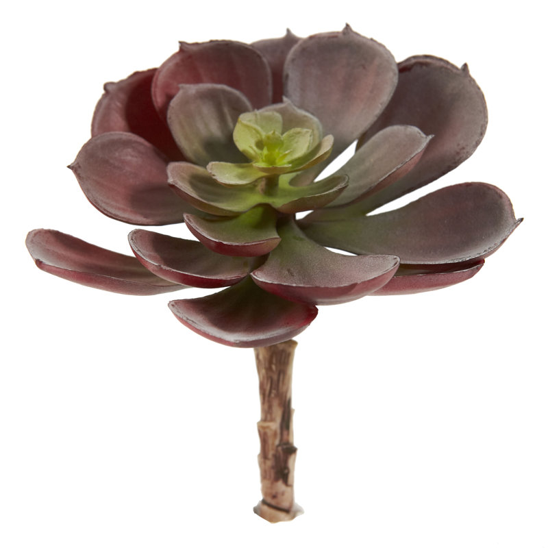 Ensemble de 12 plantes succulentes artificielles Echeveria, Bourgogne, H 6 po x l 5 po x P 5 po