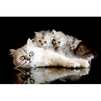 Famille de chats par 101Cats