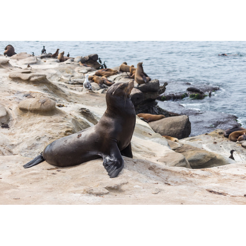 Sea lions on the cliff 1 Piece Wrapped Canvas Wall Art, 81cm H x 122cm W