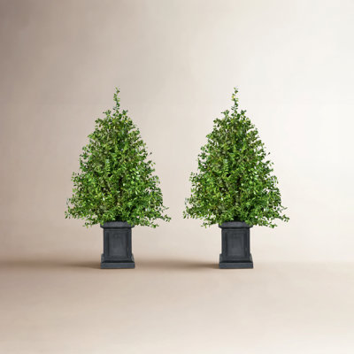 Faux Boxwood 24' Lighted Pine Christmas Tree