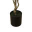 Plante Dracaena