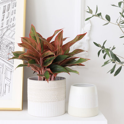 Ceramic Pot Planter