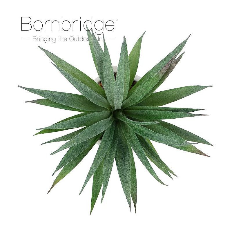 Fausse plante grasse 2,75 po Macroacantha