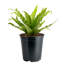 Bird''s Nest Fern in Nursery Pot