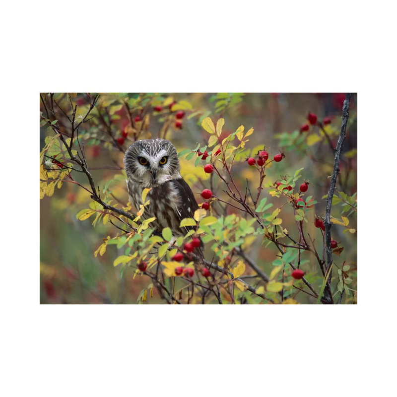 Northern Saw-Whet Owl Perching In A Wild Rose Bush, British Columbia, Canada II by Tim Fitzharris - Wrapped Canvas Print