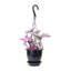 Live Tradescantia Nanouk Plant-2018534587