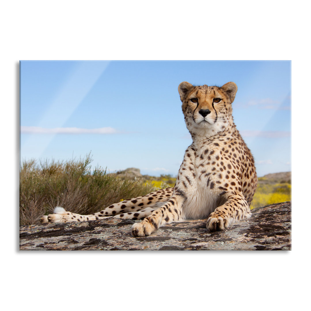 Glasbild Gepard in Savanne