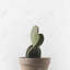 Toile botanique verte en pot cactus | Art mural Home Decor-119955120