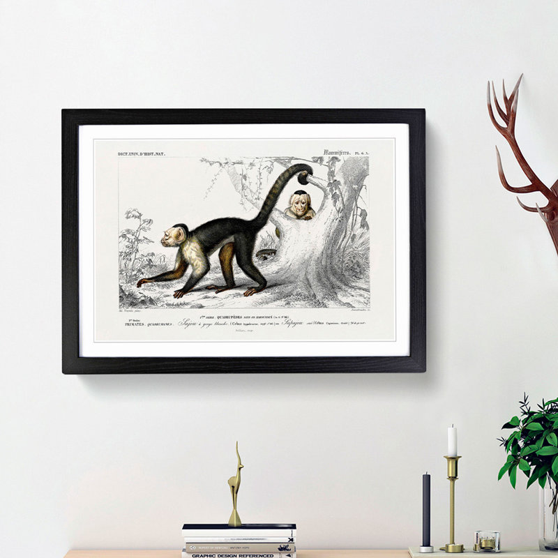 Capuchin Monkeys by Charles d'Orbigny - Picture Frame Painting Print, Black Framed, 36cm H x 48cm W x 2cm D