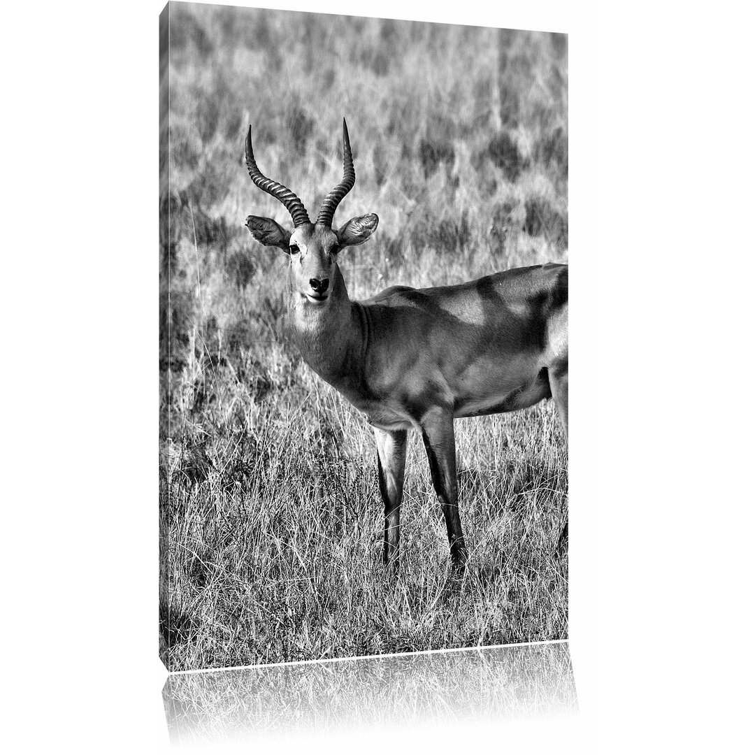 Leinwandbild Dorkasgazelle im trockenen Gras in Monochrom