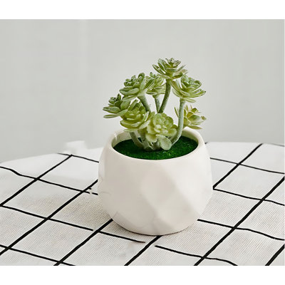 Plante grasse de 4,13 po