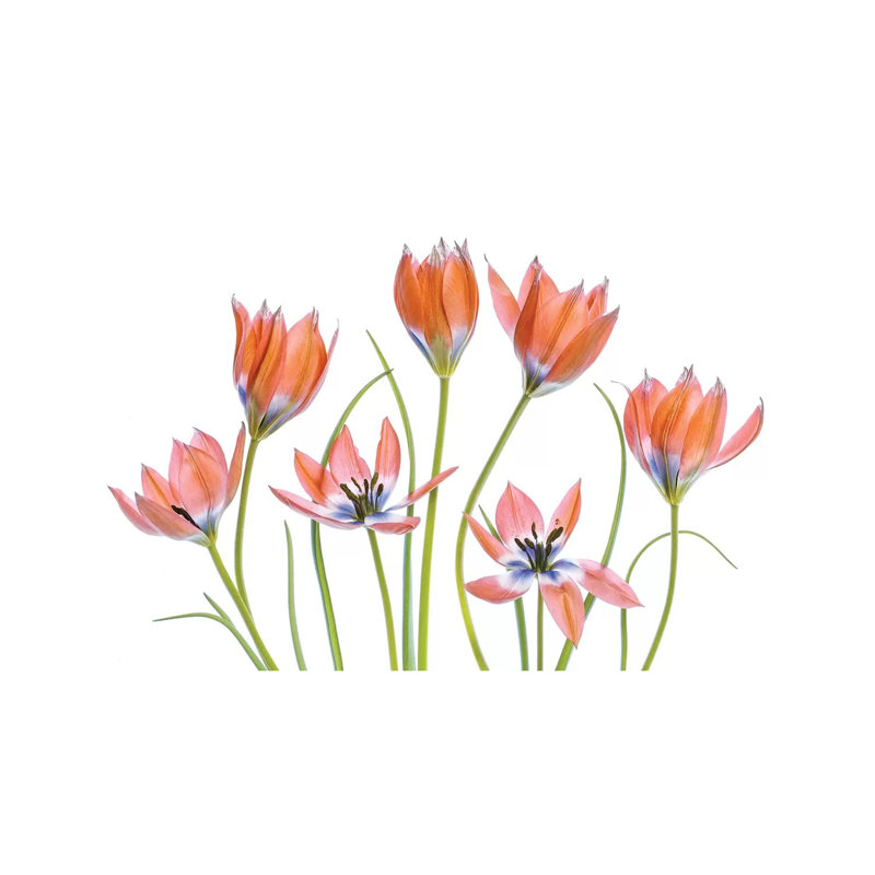 Apricot Tulips by Mandy Disher - Wrapped Canvas Painting, 20.32 cm H x 30.48 cm W