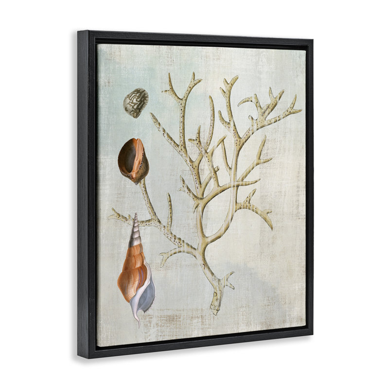 Cadre flottant coquillage et branche de corail, conception par Susan Arnot, Cadre flottant noir de jais, H 21 po x l 17 po