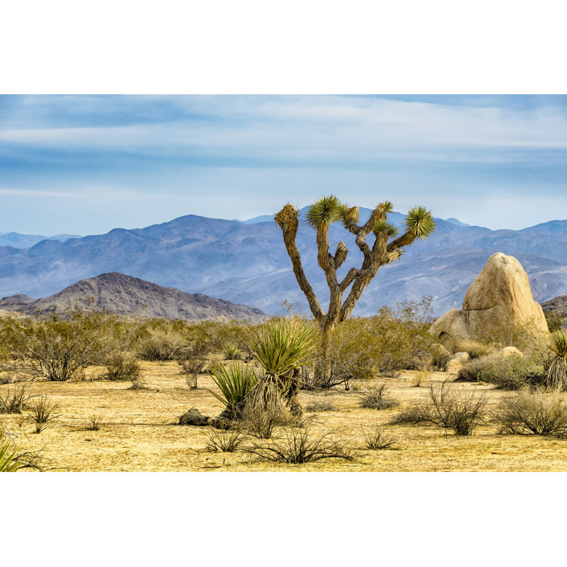 Joshua Tree - Photographie sur toile tendue, H 8 po x l 12 po