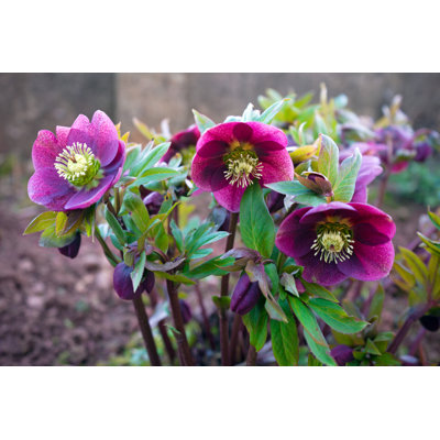 Mauve ellébore