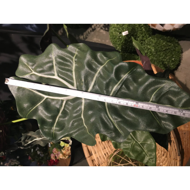60cm Alocasia Plant in Pot