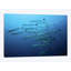 « barracudas », impression sur toile-33088544-72229710-72229711