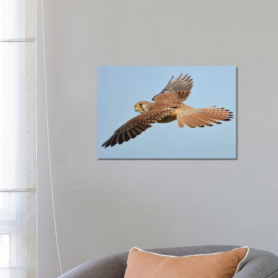 " Lesser Kestrel In Flight " by Elmar Weiss