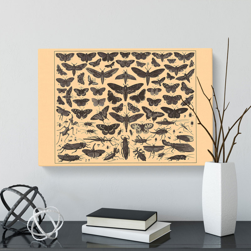 Encyclopedia Butterflies And Insects - Wrapped Canvas, 50cm H x 76cm W x 3cm D