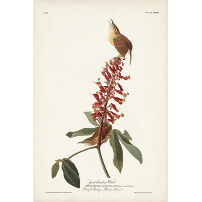 Pl. 78 Great Carolina Wren