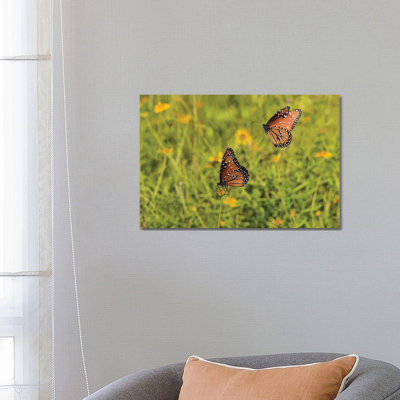 Queens (Danaus Gilippus) Butterfly Pair In Breeding Activity by Larry Ditto - Wrapped Canvas Print